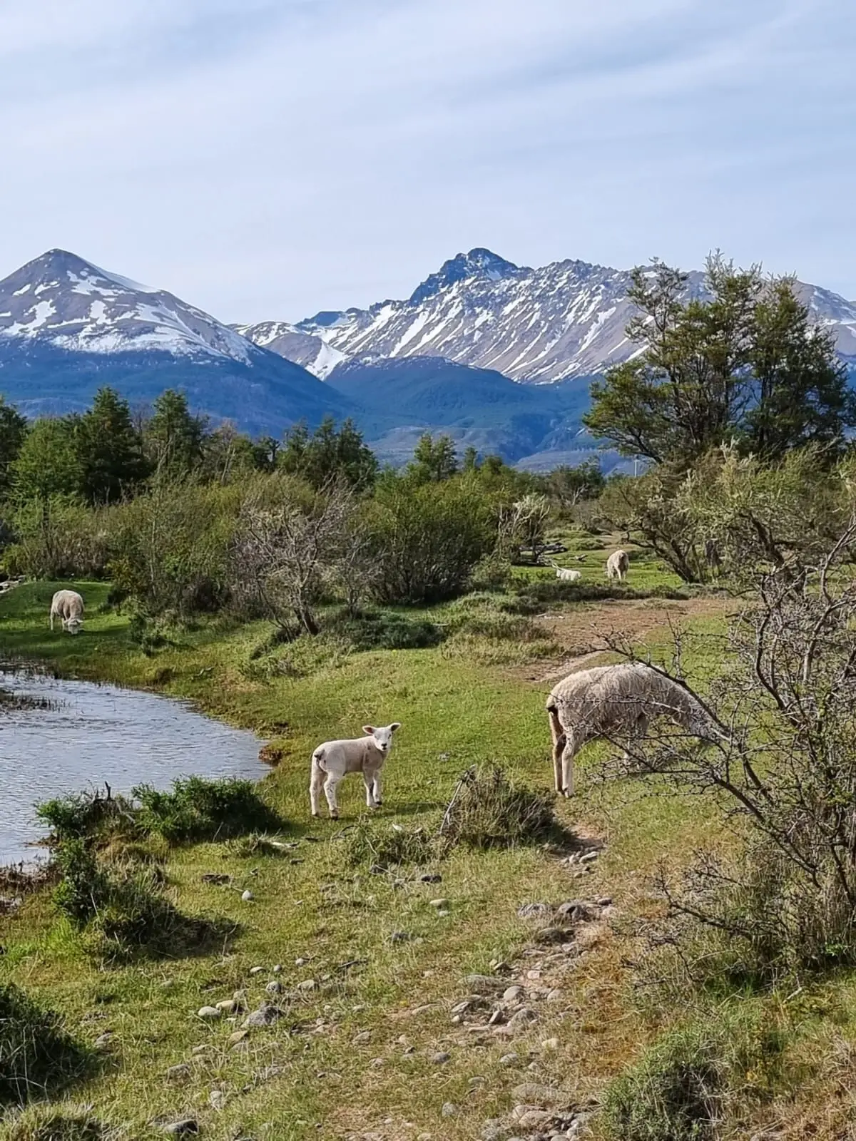 Vista de a las Cordilleras y animales desde la Cabaña Andesita